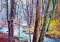 Forest 624
