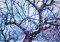 Tree  734